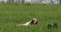 Setter Anglais VACCUM DE L'ECHO DE LA FORET Setter Anglais VACCUM DE L'ECHO DE LA FORET